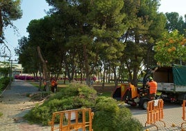 Operarios retiran ramas y pinos talados por riesgo de desplome en el campus de la Universidad de Alicante