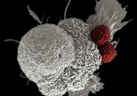 Hallan un ARN clave en el envejecimiento celular que podría abrir nuevas vías contra el cáncer