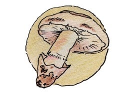 Quiche de gurumelos y jamón